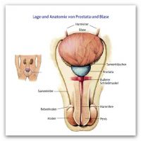 2 Lage Anatomie Prostata